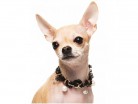 Ожерелья для собак - Одежда для собак, аксессуары, дождевики, корма, доставка!