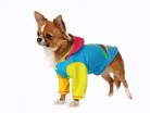 Толстовки, свитеры - Одежда для собак, аксессуары, дождевики, корма, доставка!